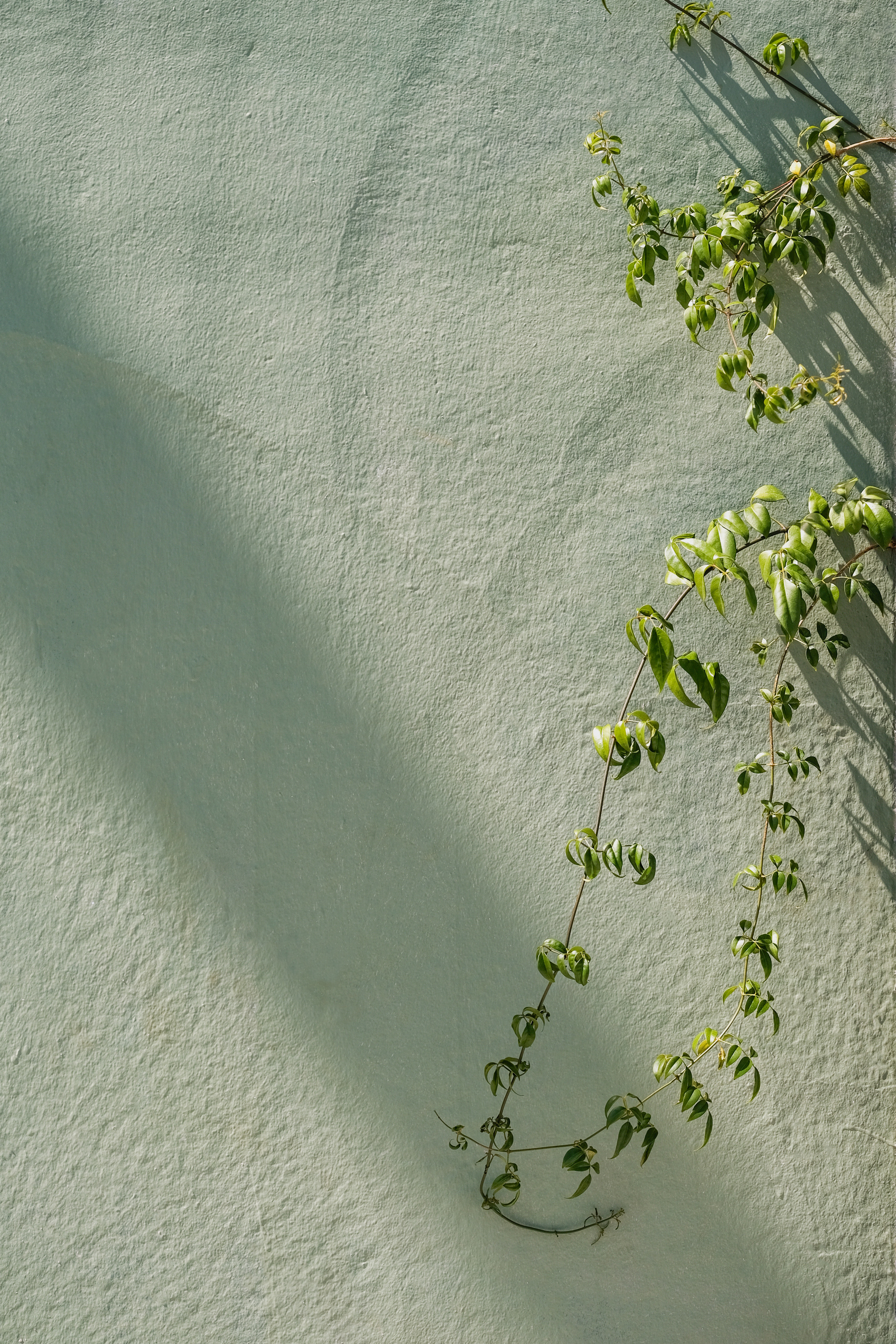 Vines on Concrete Wall 